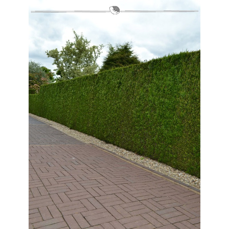 Tree of Life Brabant 160-180 cm. 15 hedge plants. Evergreen privacy fence-