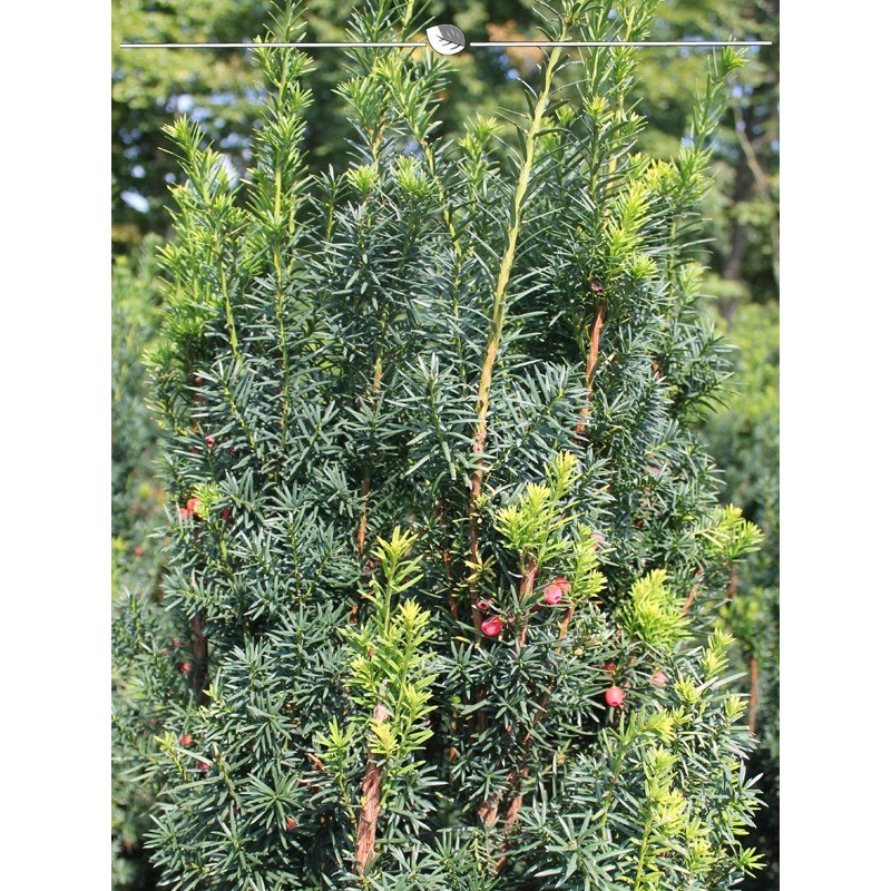 Fruity Yew Taxus Hicksii 80-100 cm. 25 Taxus Conifers for Privacy-