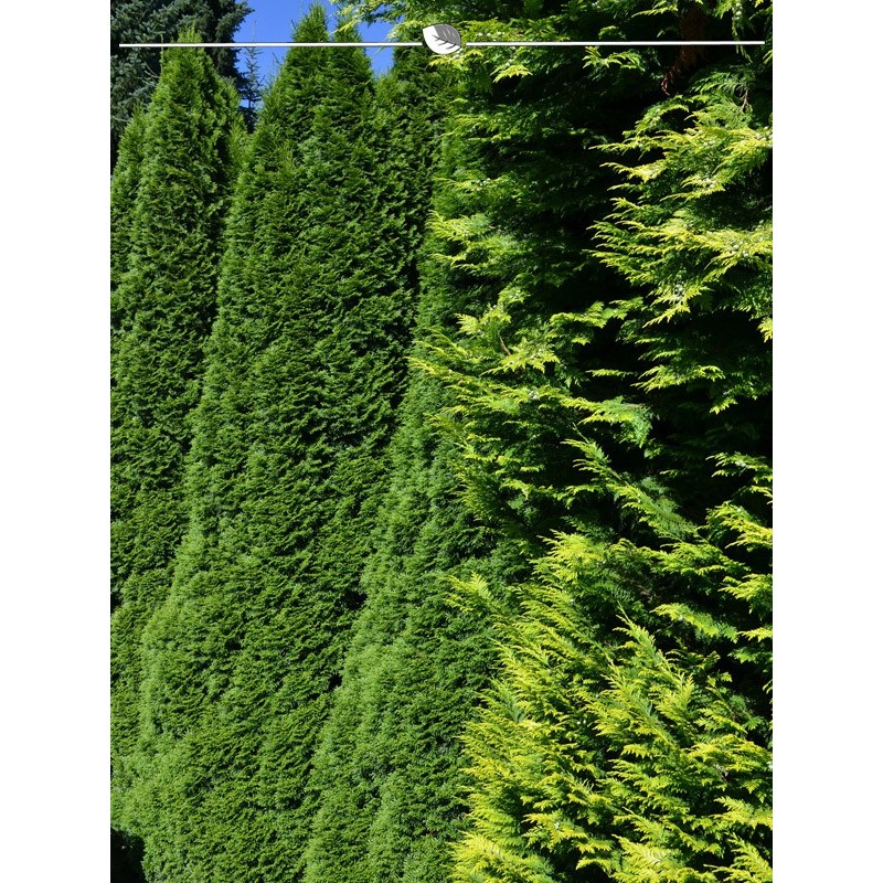 Tree of Life Emerald 60-80 cm. 12 Thuja Conifers. Hedge: evergreen & winter hard-