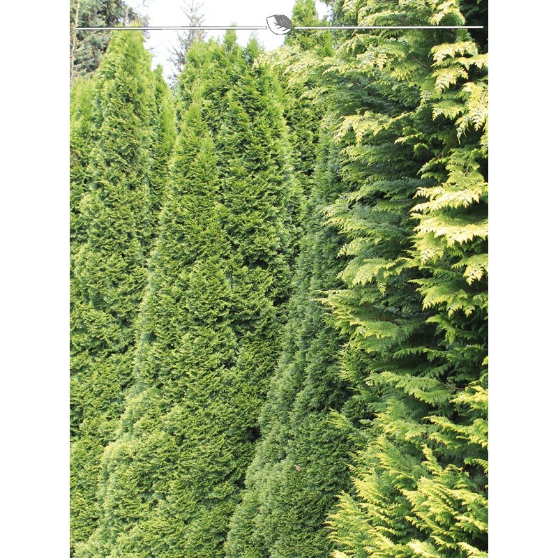 Tree of Life Thuja Emerald 100-120 cm. 10 Conifers. Evergreen hedge plant-