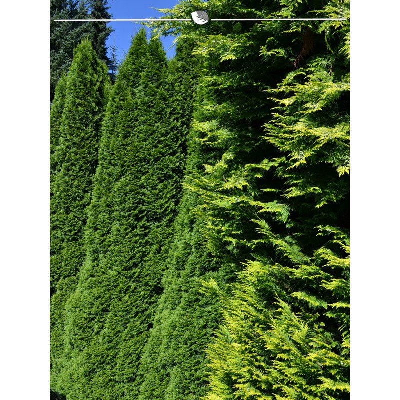 Tree of Life Thuja Emerald 120-140 cm. Offer: 10 hedge plants. Thujahecke-
