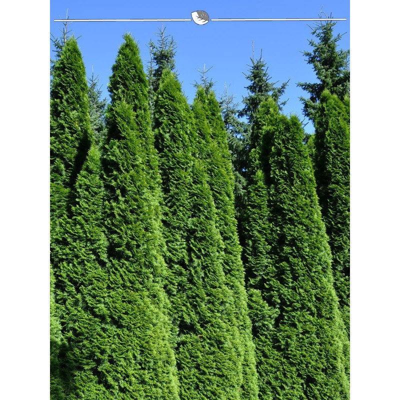 Tree of Life Thuja Emerald 140-160 cm. Offer: 10 Conifers. Thuja: BESTSELLER-