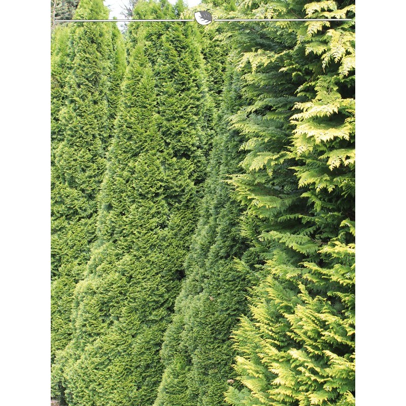 Tree of Life Emerald 160-180 cm. 18 hedge plants. Evergreen privacy fence-