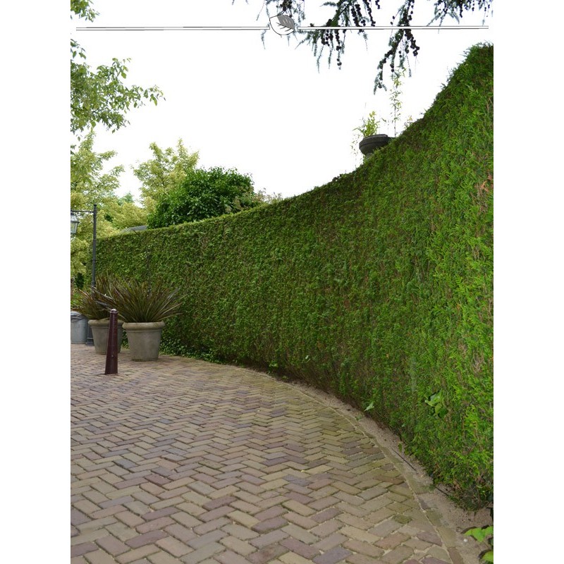 Lebensbaum plicata Martin 200-225 cm. 20 Trees. Green Thuja privacy fence-