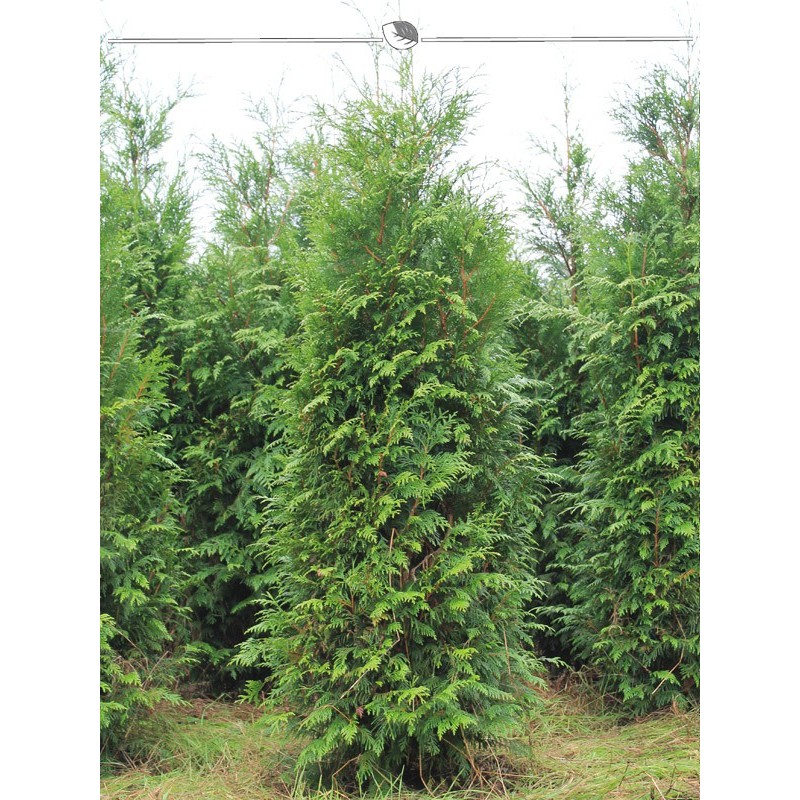 Tree of Life Plicata Atrovirens 180-200 cm. 10 Conifers. Thujahecke. Evergreen-