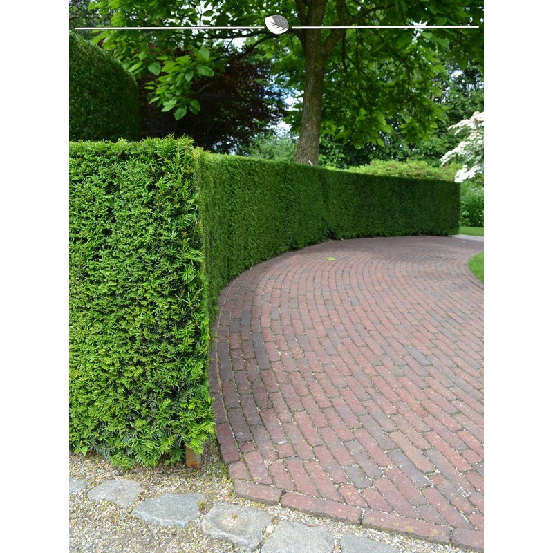 Common Yew Taxus Baccata 100-120 cm. Offer: 50 hedge plants. Yew hedge-