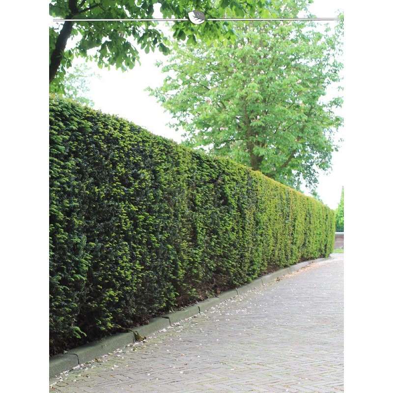 Common yew taxus baccata 140-160 cm. 50 Taxus Conifers. Green Taxus Hedge-