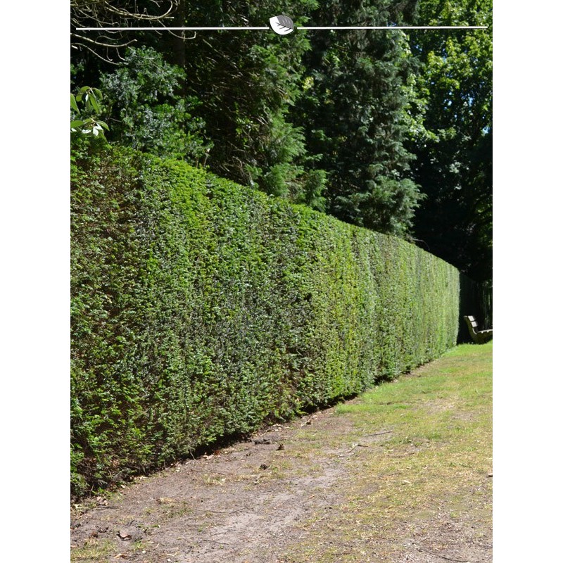 Taxus baccata 160-180 cm. 50 hedge plants. Egg hedge as privacy hedge-