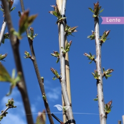 250-300cm Regina - - Süßkirsche Prunus Regina av. Kirschbaum