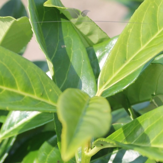Kirschlorbeer Prunus Elly 80-100 cm im Topf | Heckenpflanze | Gardline
